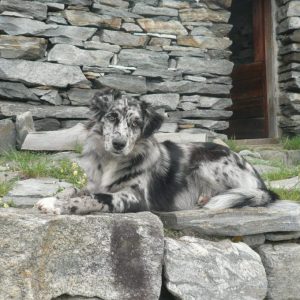 Hund liegt vor Steinhaus und blickt in die Kamera