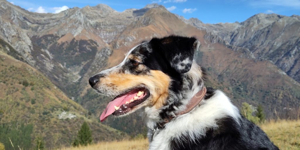 Hund blickt über die Berge
