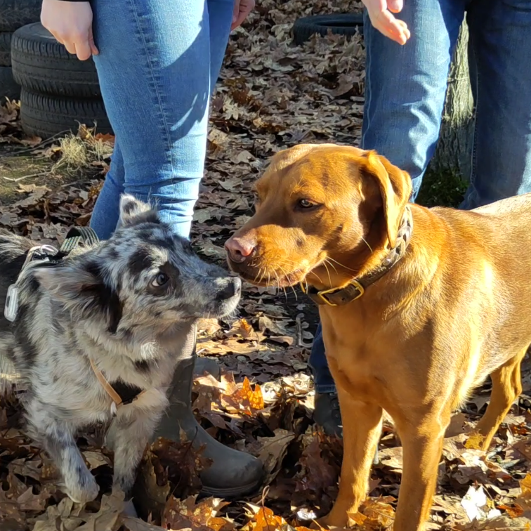Zwei Hund im direkten Kontakt